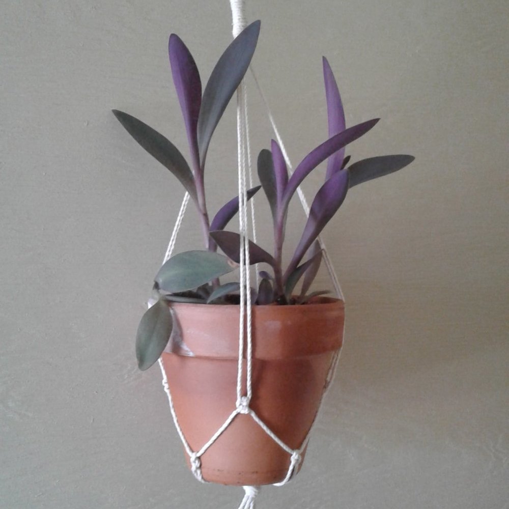 4/$28 Adorable cotton plant/candle holder - Picture 6 of 8